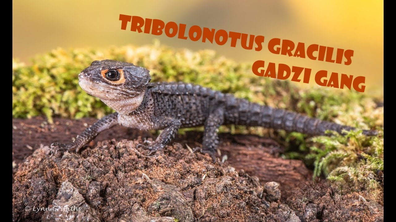 Scynk krokodylowy #GADZIGANG Terrarium for white eyed crocodile - tribolonotus novaeguineae