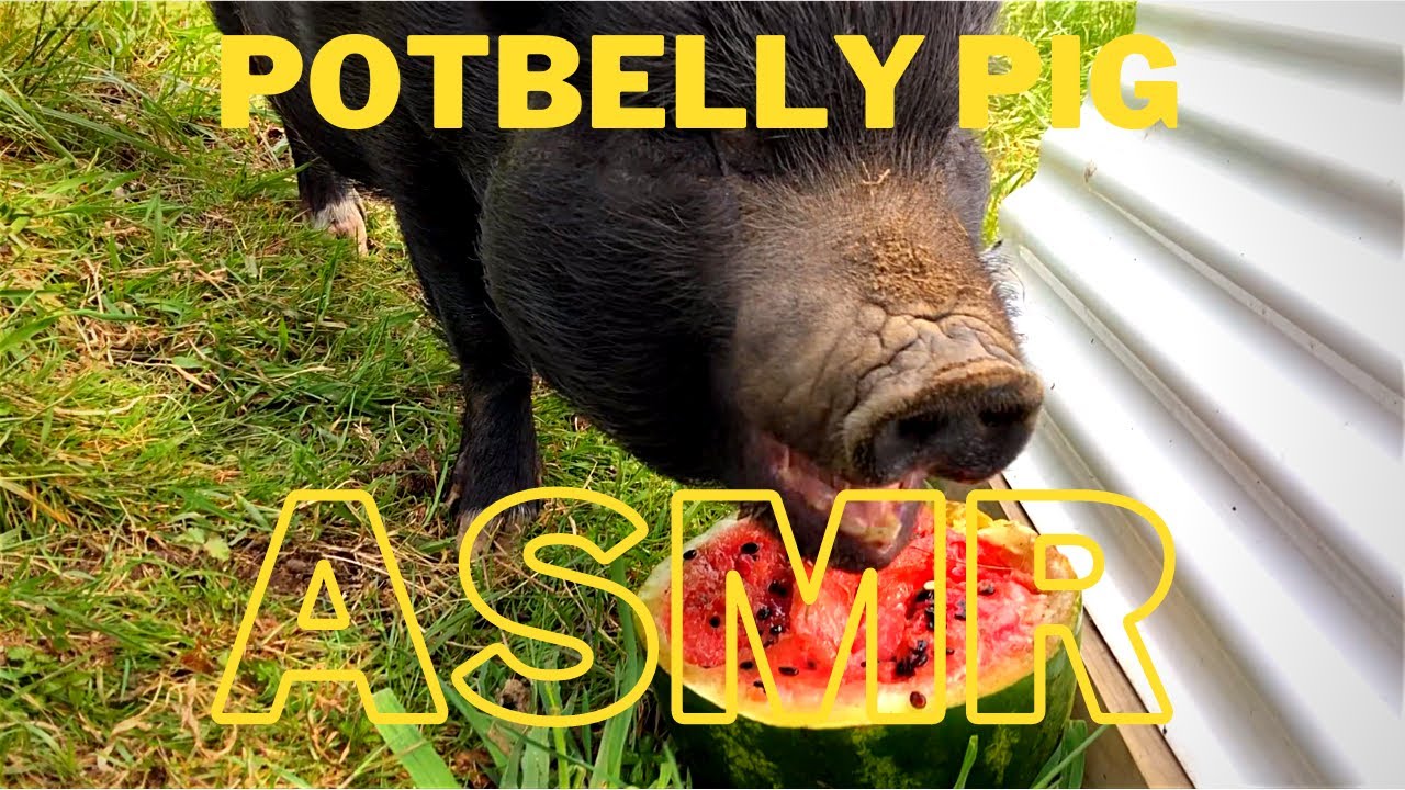Pet PIG eats a Watermelon! ASMR / chewing / lip smacking sounds