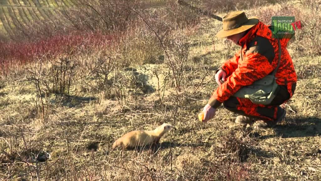 DJZ-TV: Frettieren - Karnickeljagd im Weinberg