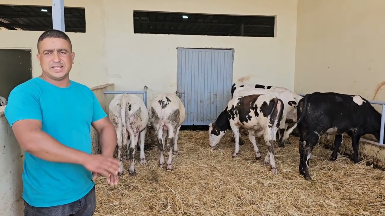 عشاق البلجيكي‼️ 6 العجول ديال التسمين🥇 إتصل 06.65.09.76.55📞 ألو سي عبد الله نواحي تيفلت🇲🇦 