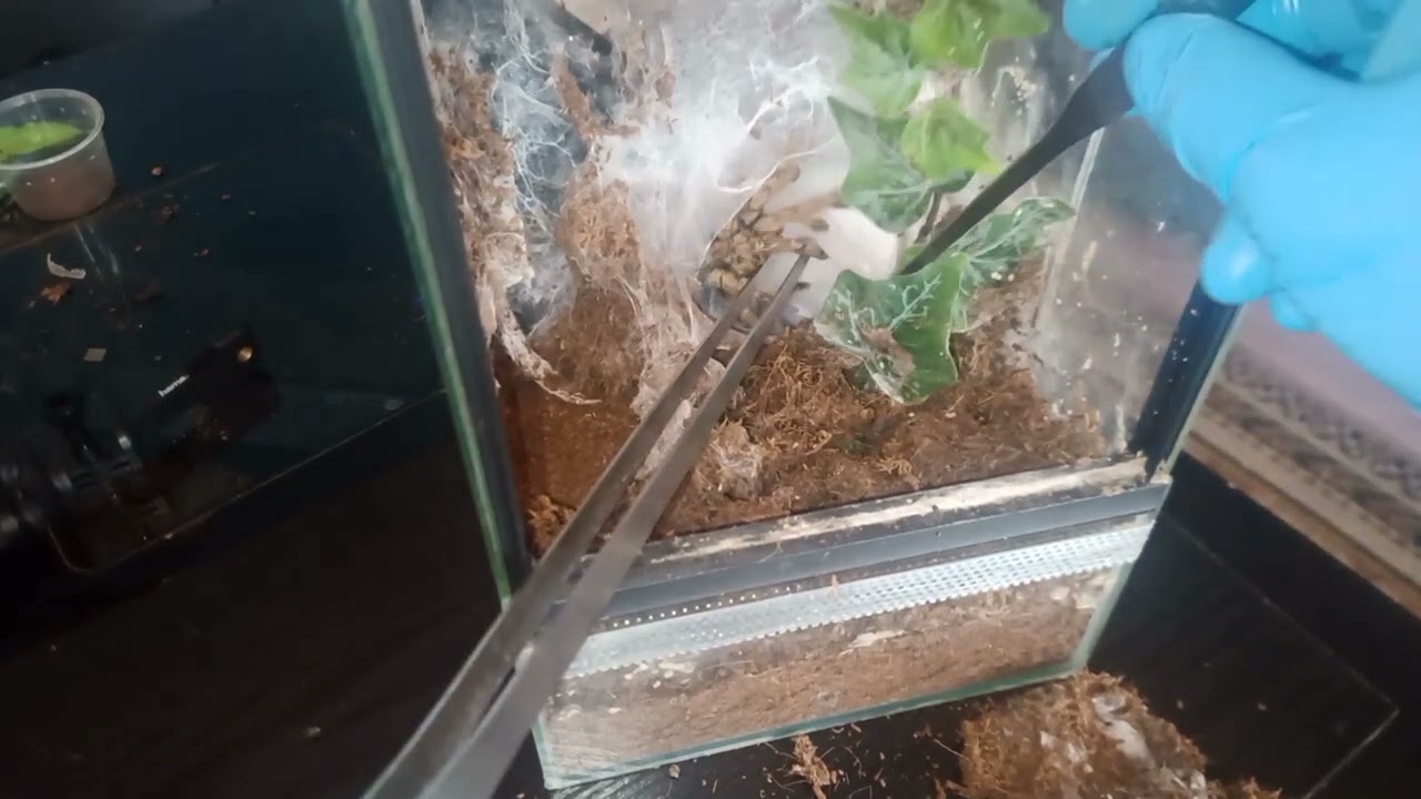 Odbieranie kokonu Stromatopelma calceatum. jak to się m&oacute;wi.  Nie wszystko może wyjść 🙂