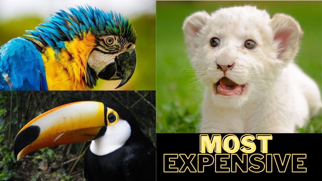 Top 10 Most Expensive Pets in The World ! You Can Won as Pets