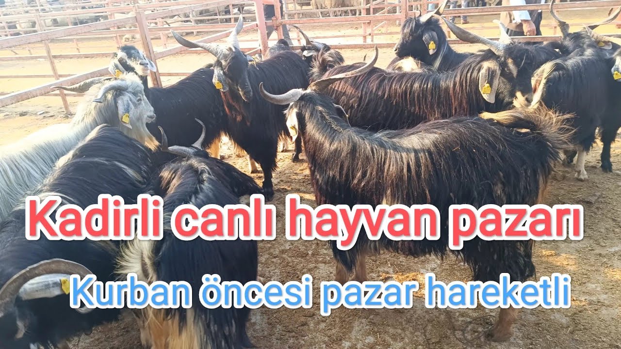 24 Nisan Perşembe Kadirli canlı hayvan pazarı. Kurban öncesi pazar hareketli.
