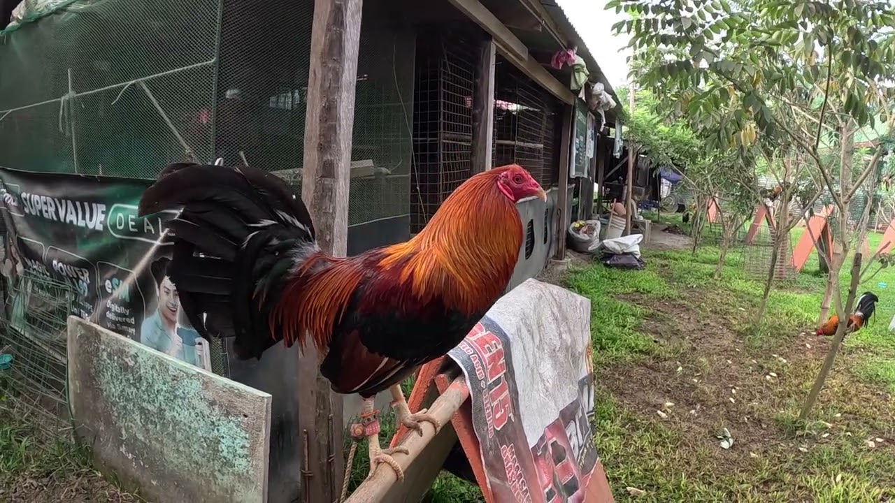 Tetans GameFarm #chicken #goviral #noanimalsharmed #farming #amazing #lifeisbutadream #satisfying 