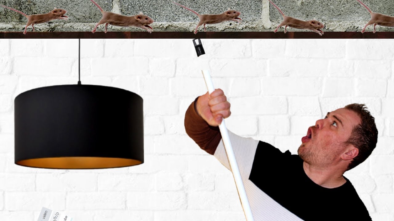 J'entends gratter dans le plafond : Que faire ?