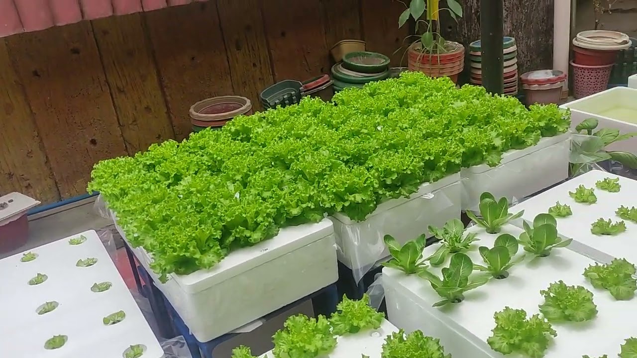 PH, EC after 45-days(kratky) and some experience sharings!