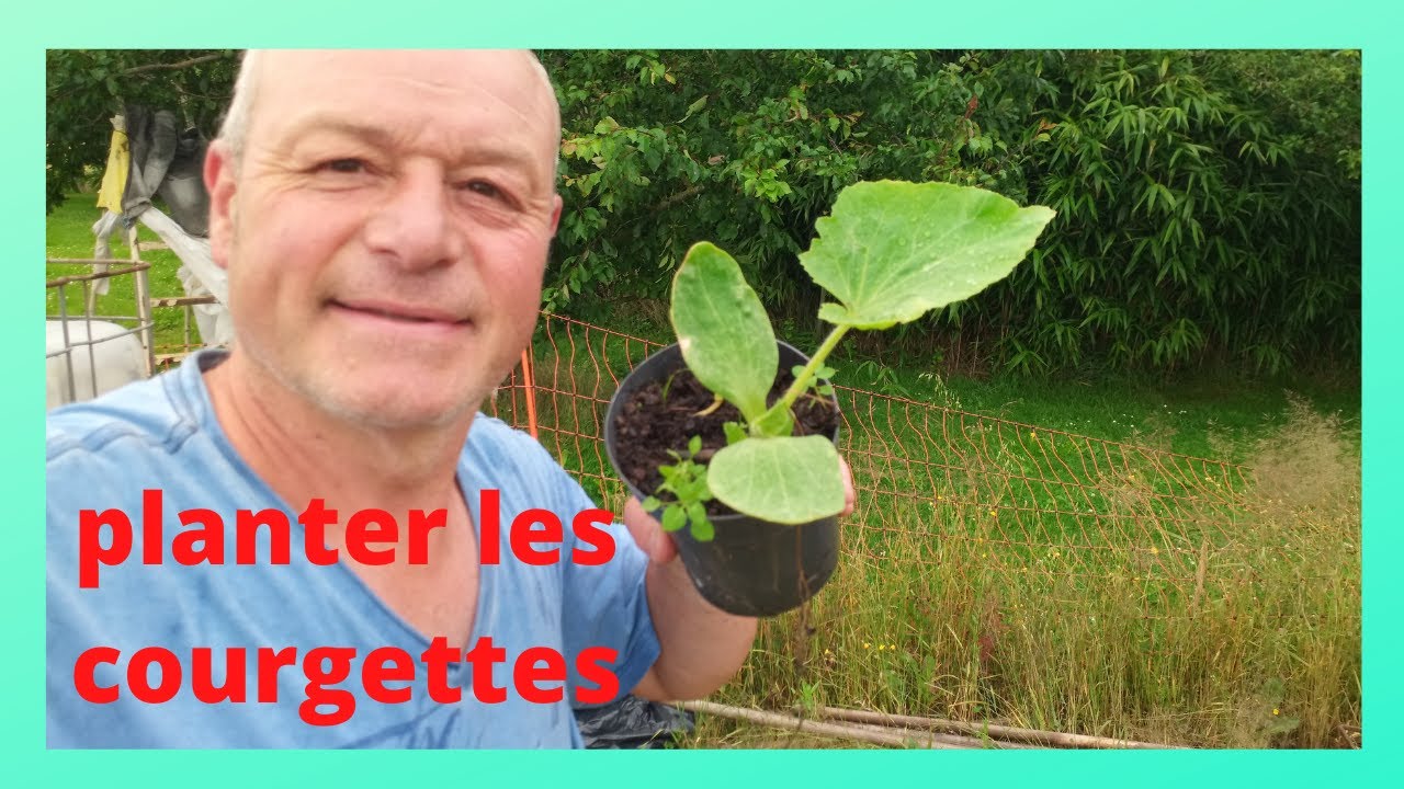 comment planter vos courgettes et concombres.