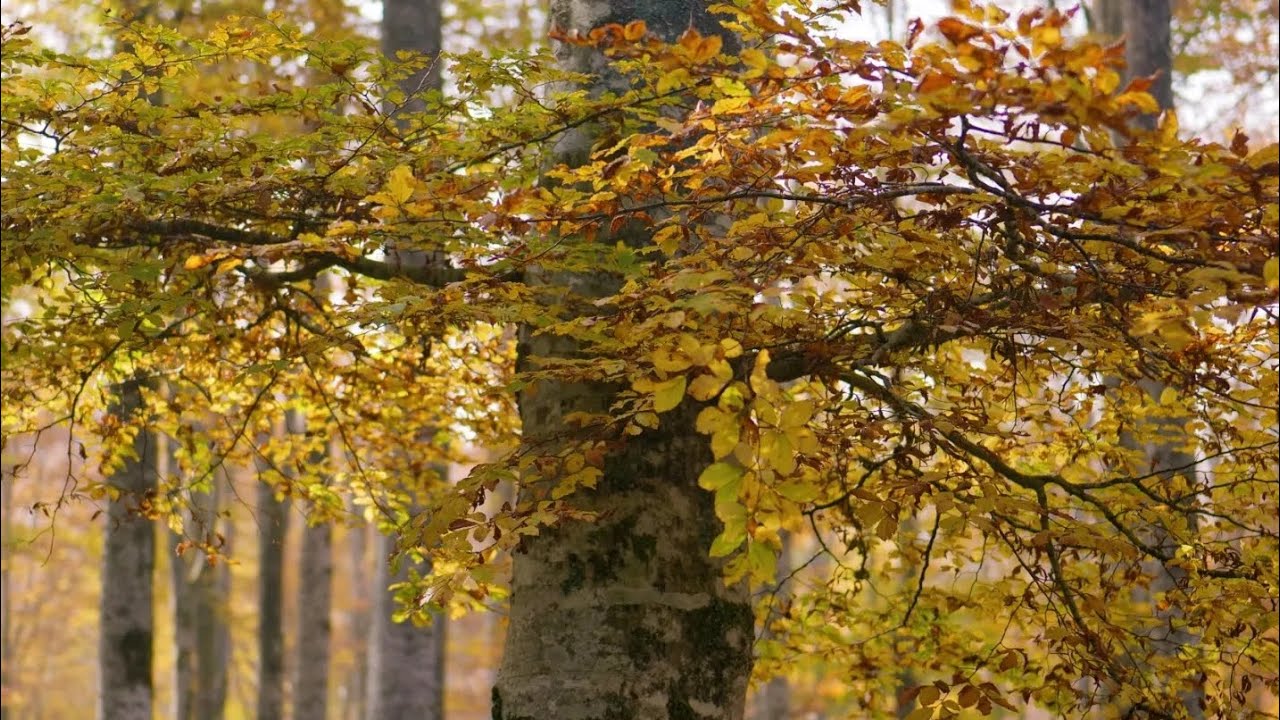 Foliage del Cansiglio 2022