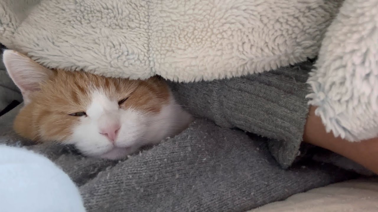 【三毛猫】私に包まれて寝ようとしてるミケ（2026年1月13日）