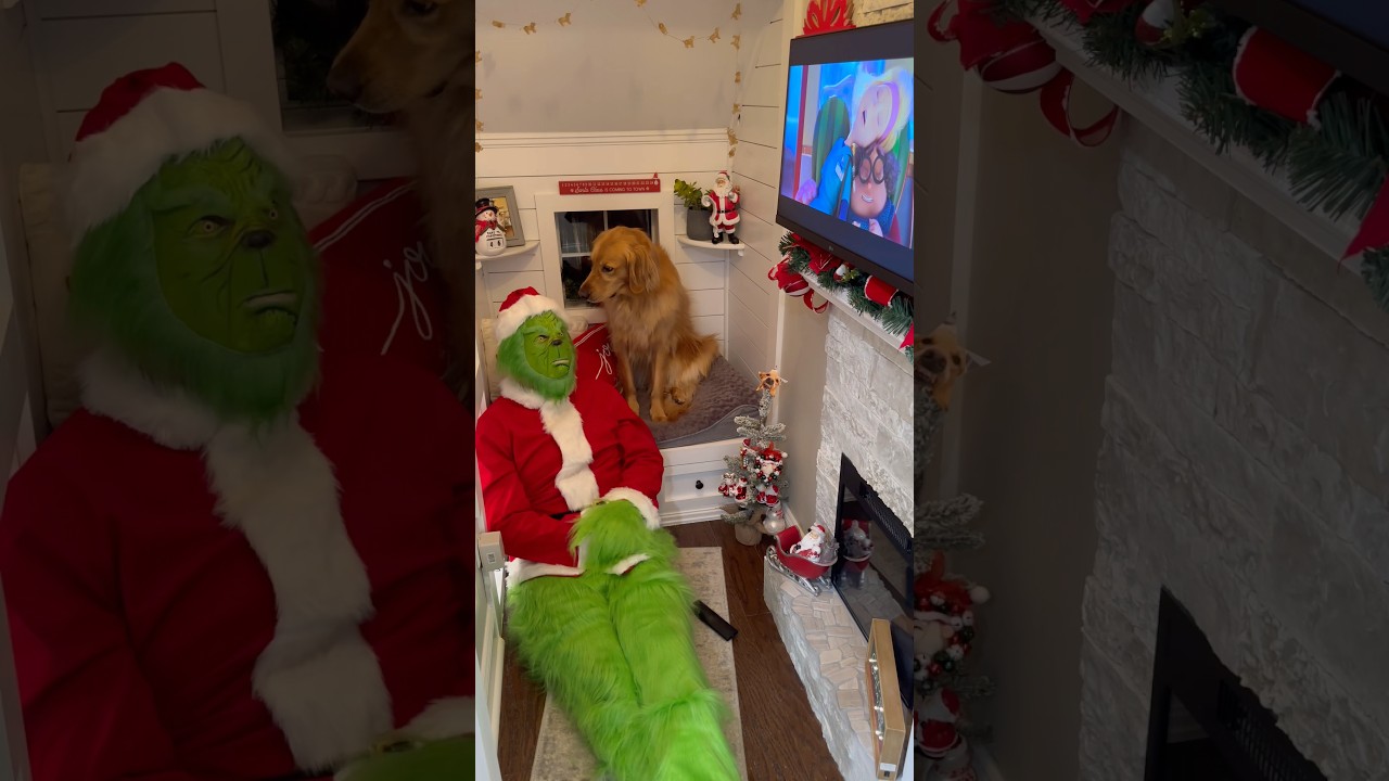 Christmas movie night in my dogs house!