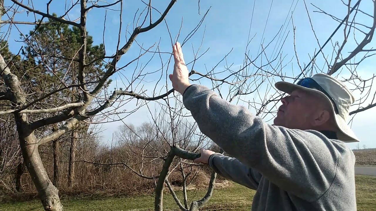 HOW TO PRUNE APPLE TREES // QUESTIONS ANSWERED + TIPS