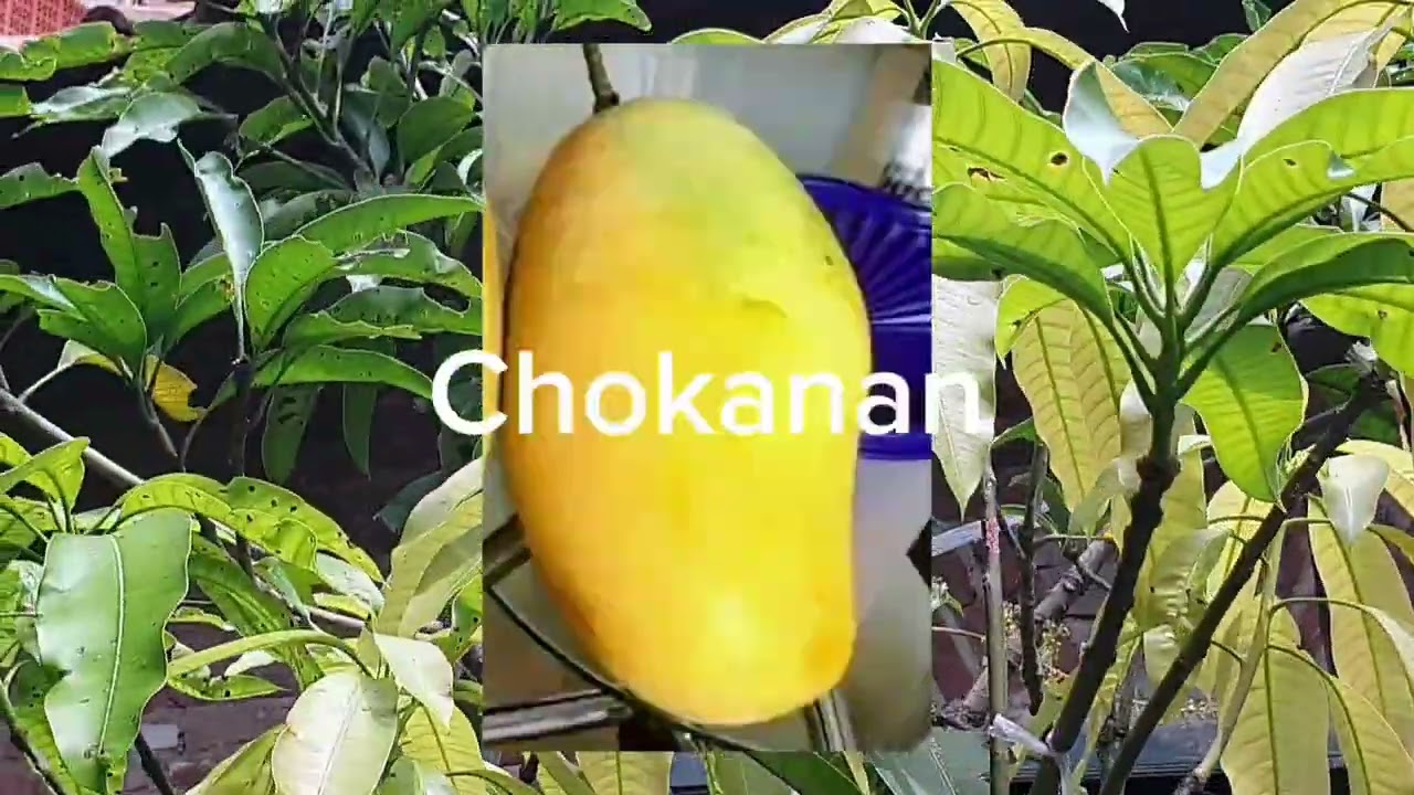 Cek Tanaman BerBuah Dan BerBunga.Di Kebun.