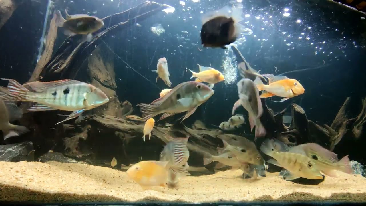 Biotope Geophagus Tank Update ! 🐡🐠🐟