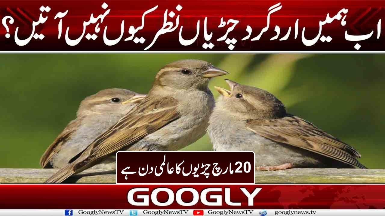 Abb Hamain Ird Gird Chirian Nazar Kiyun Nahin Aatain ? | Googly News TV