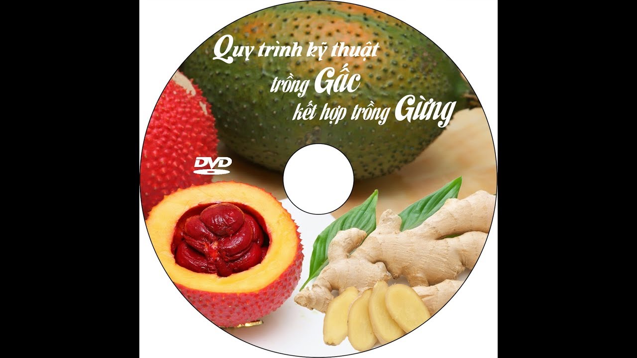 Quy trình kỹ thuật trồng gấc kết hợp trồng gừng tại khu nông nghiệp CNC Bắc Ninh