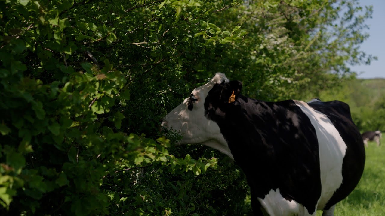 Groen Kennisnet webinar: voederhagen als instapmodel in agroforestry