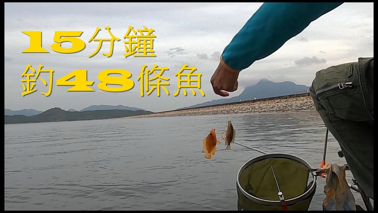 香港台釣vlog19 一拋餌，拉拉手竿，支標震一震咁囉。咁又點呀？頻率囉