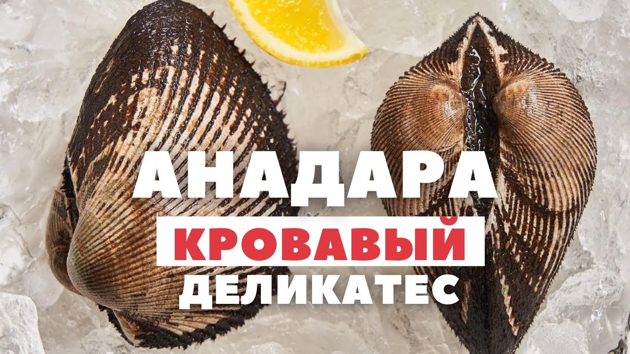Самый дорогой деликатес! Как готовят анадару? Необычный моллюск с Дальнего Востока