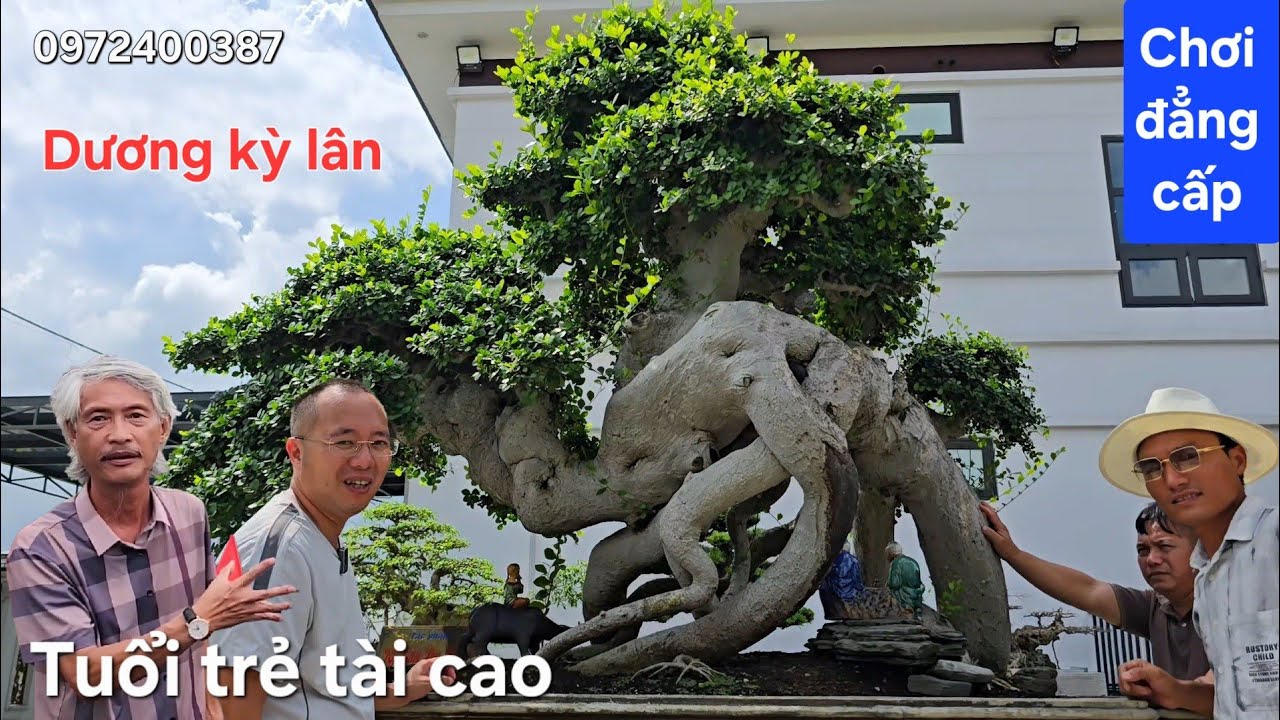 Vượt 250km đến xem cây duối Độc Dị Lạ đỉnh cao của Dương kỳ lân 