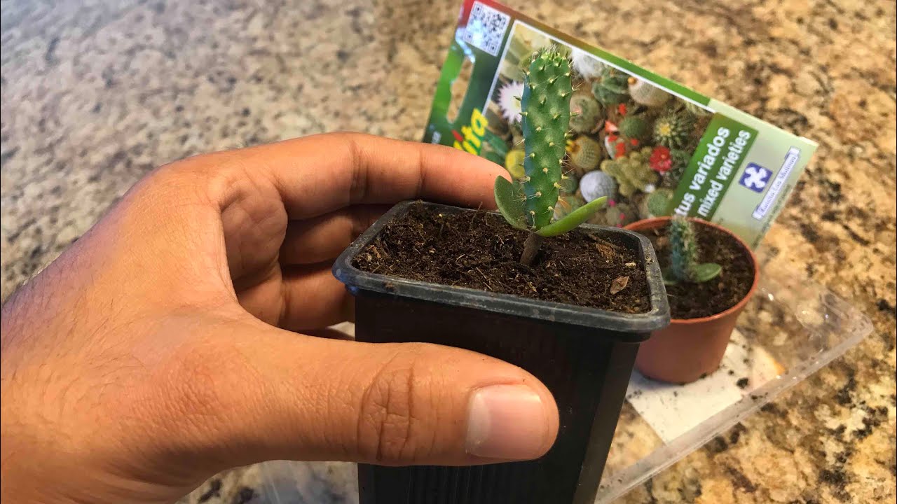 Cómo sembrar SEMILLAS DE CACTUS | Huerto Urbano Villarreal