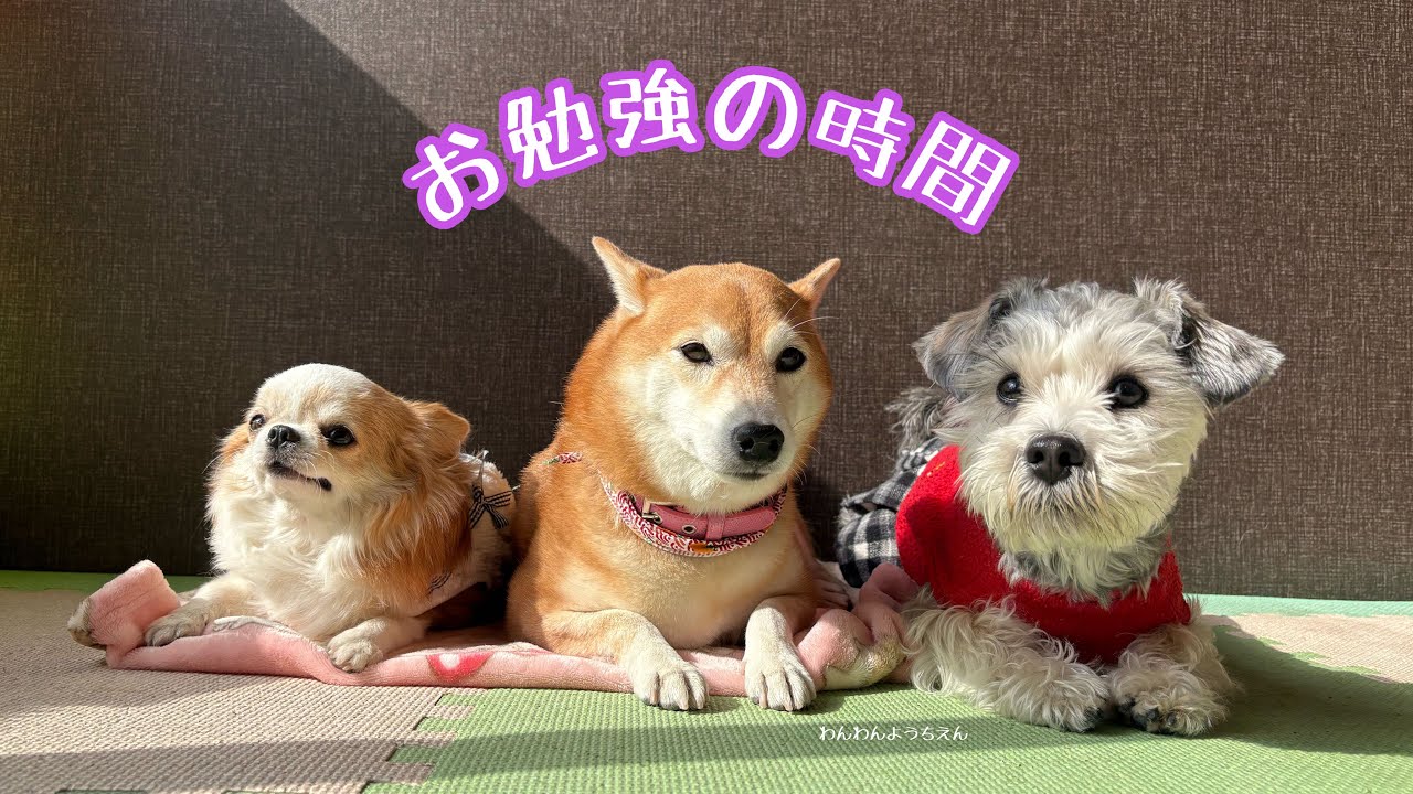 【犬の幼稚園】お外でも室内でも！お勉強頑張ってきたよ！