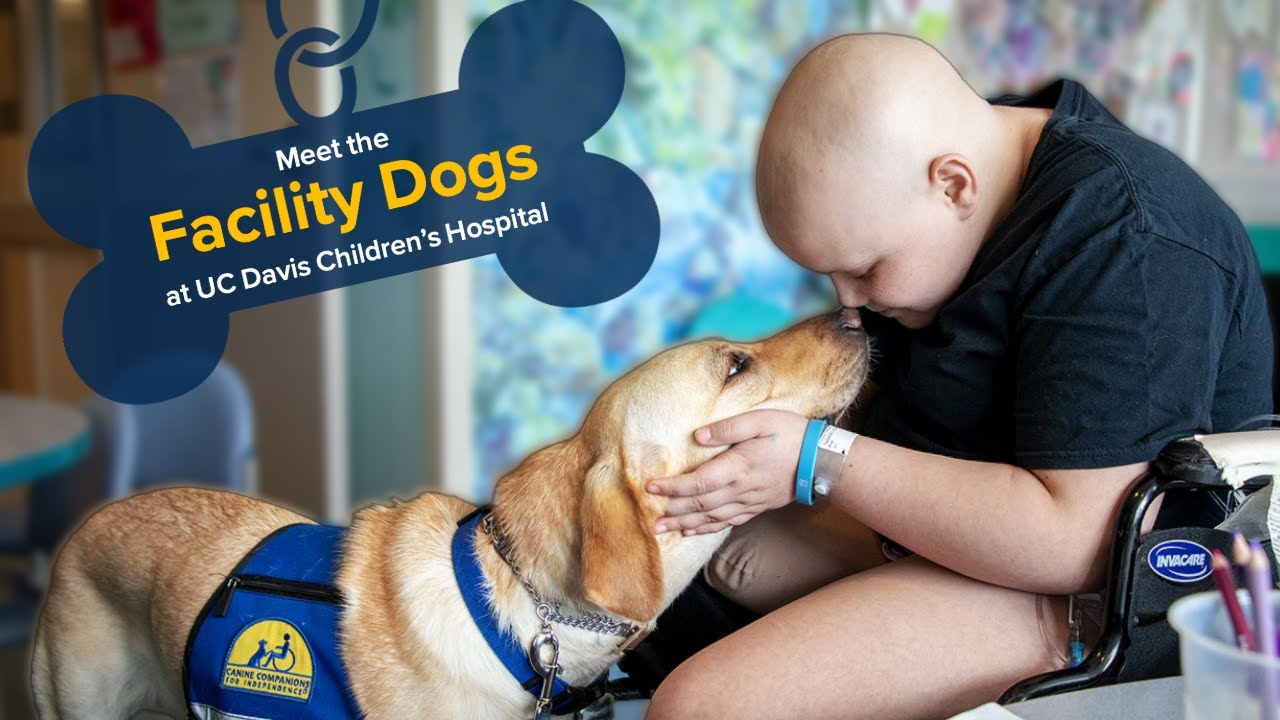 Meet the Facility Dogs at UC Davis Children's Hospital