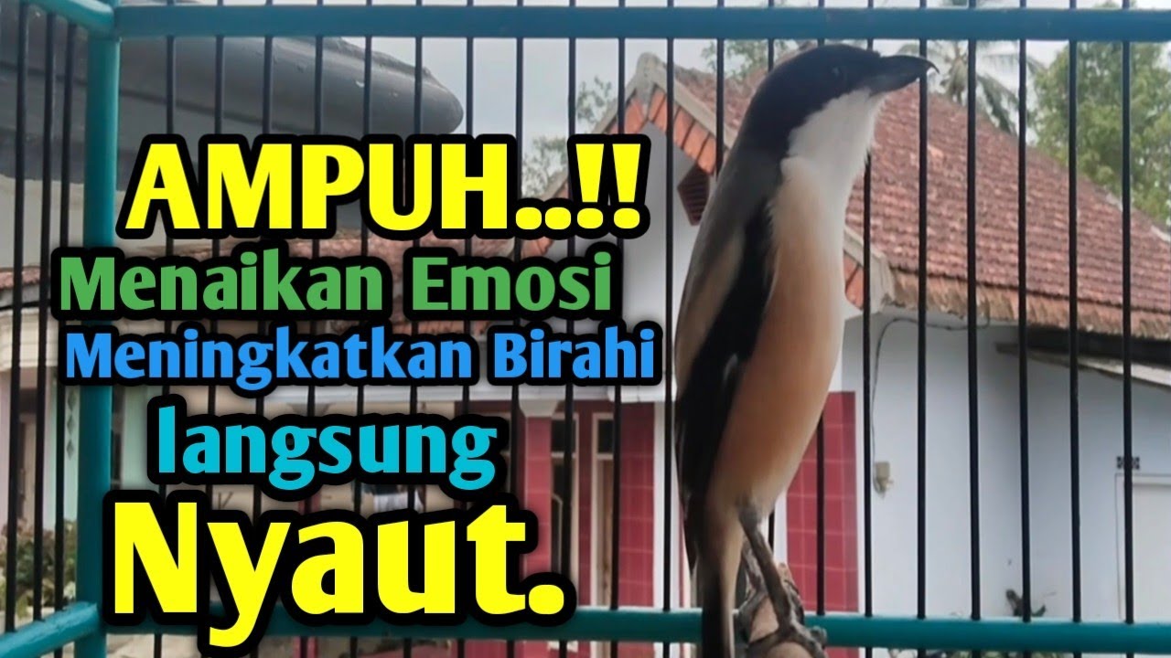 PANCINGAN CENDET GACOR UNTUK MENAIKAN EMOSI DAN MENINGKATKAN BIRAHI LAWAN. 