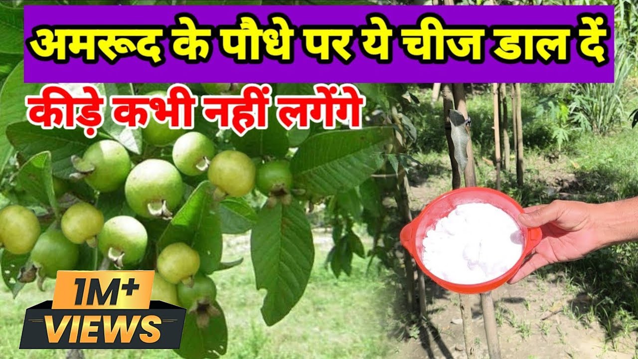 अमरुद को कीड़ों से कैसे बचाएं | Guava Plant Care