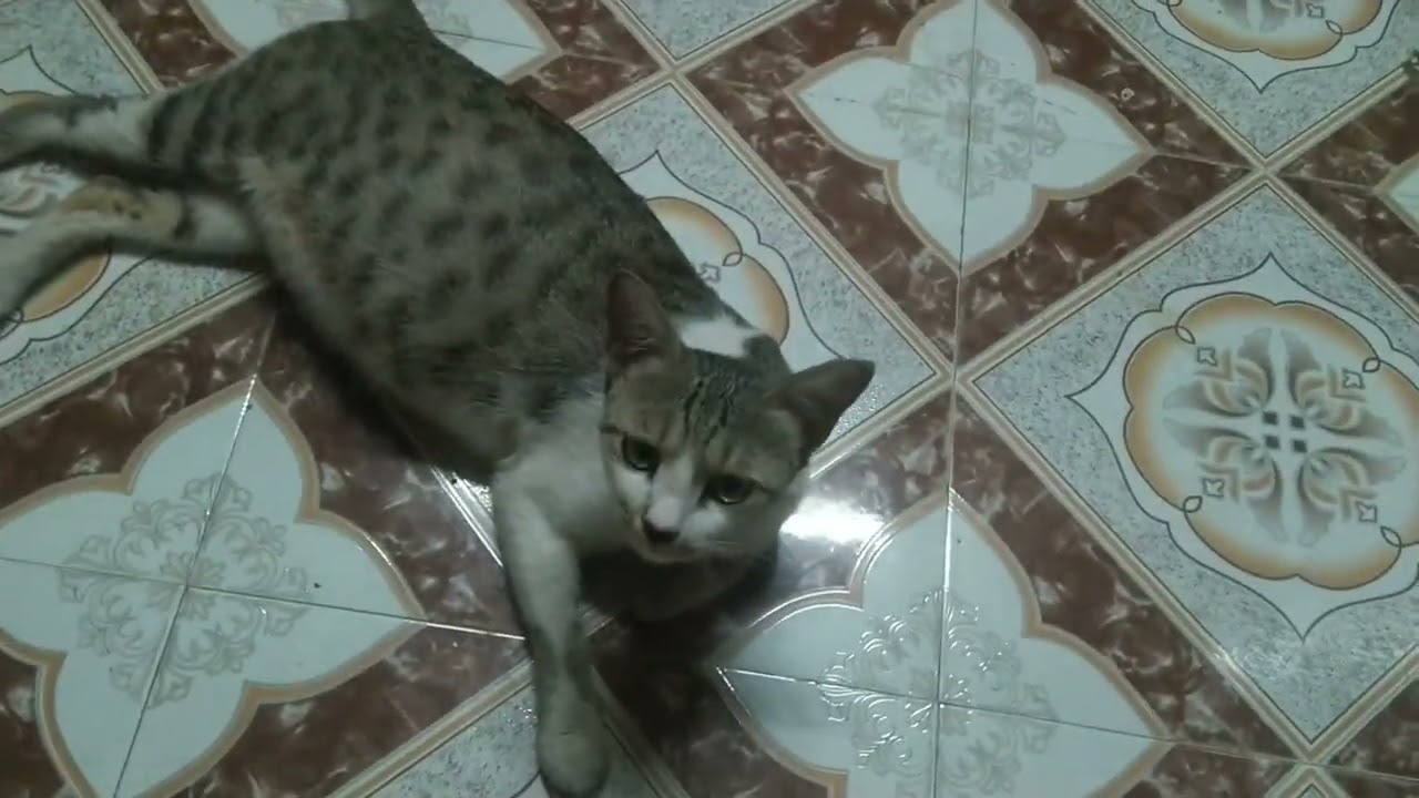 cat finding something...........#cat #viral #explore