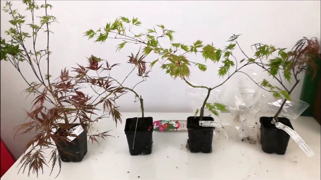 ARCE JAPONES.  Acer Palmatum BUTTERFLY, ORNATUM, DISSECTUM VIRIDIS Y DISSECTUM GARDNET. (parte 1)