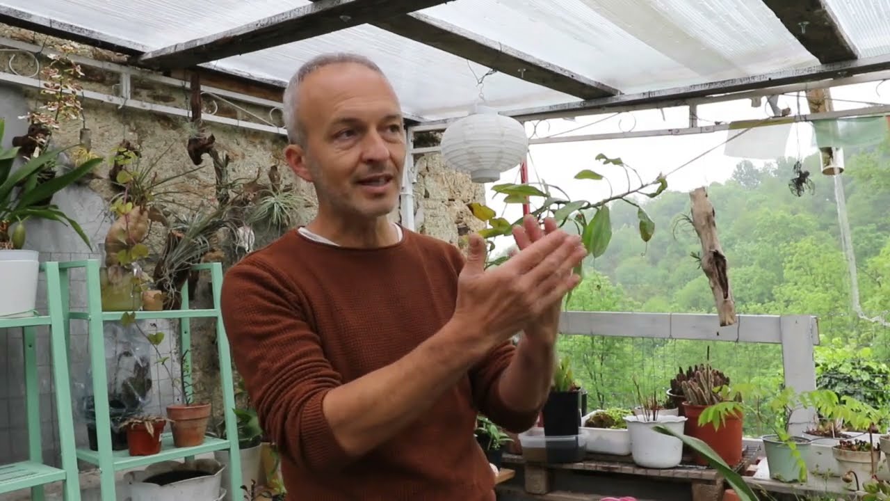 Video 75   #Heliamphora e i figli delle stelle