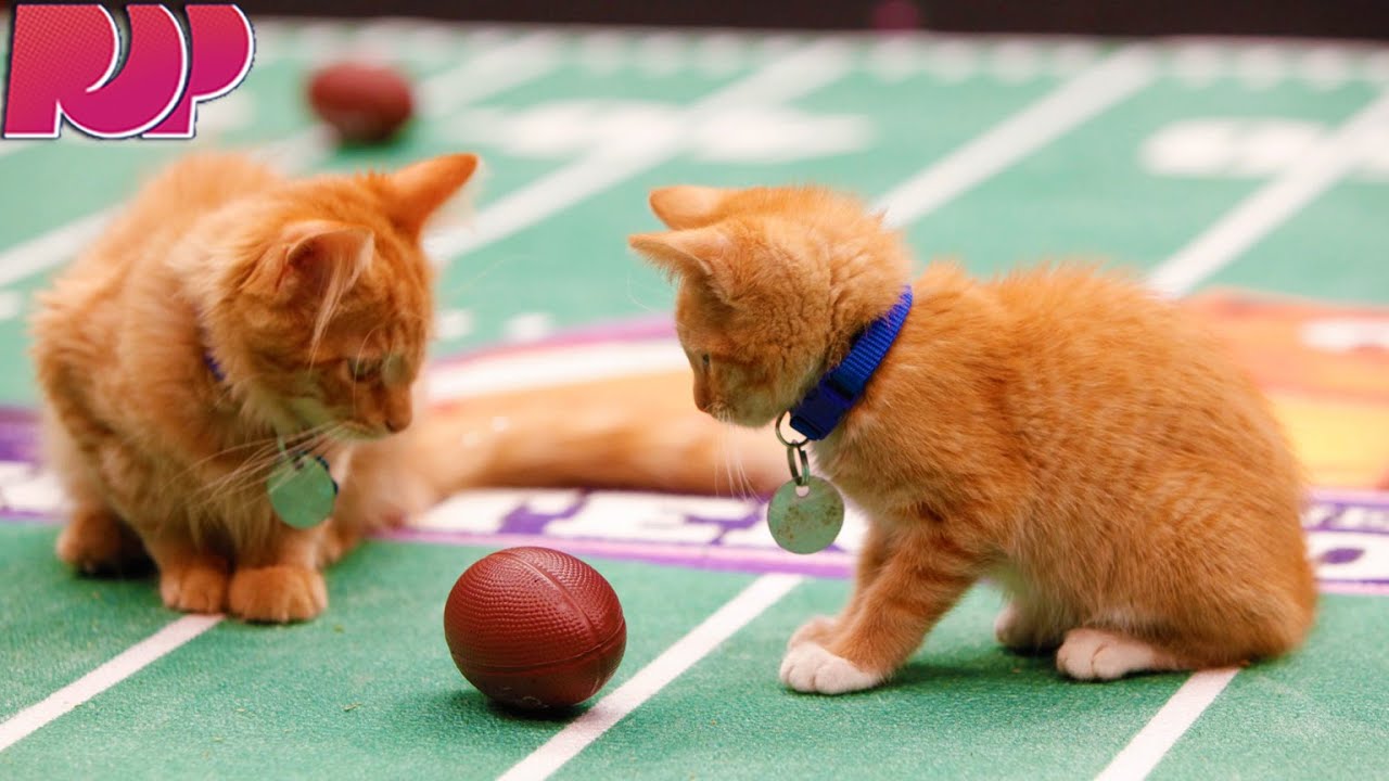 Kittens Show Off Their Football Skills For The Kitten Bowl