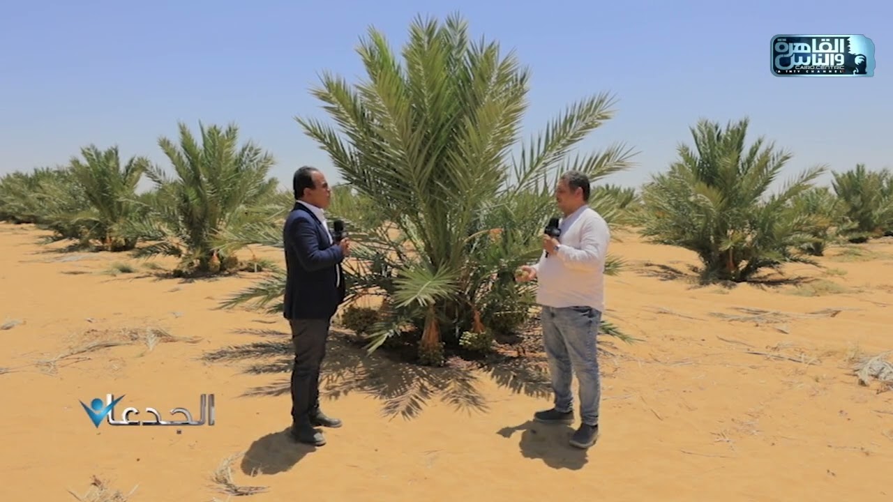 م.حسام العزب: يتوقف نجاح زراعة نخيل المجدول على اختيار الارض ومصدر المياه والفسيلة