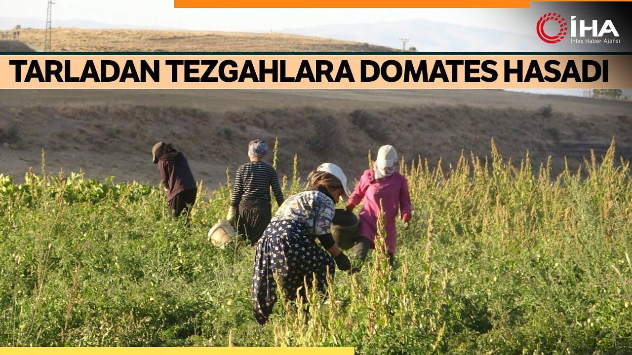 Domates Hasadında Verimli Sezon Üreticinin Yüzünü Güldürdü
