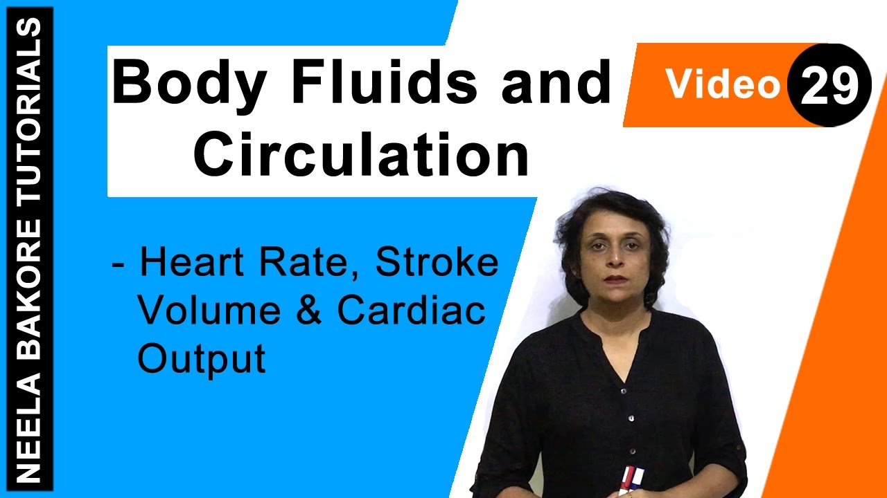 Body Fluids and Circulation | NEET | Heart Rate, Stroke Volume & Cardiac Output | Neela Bakore