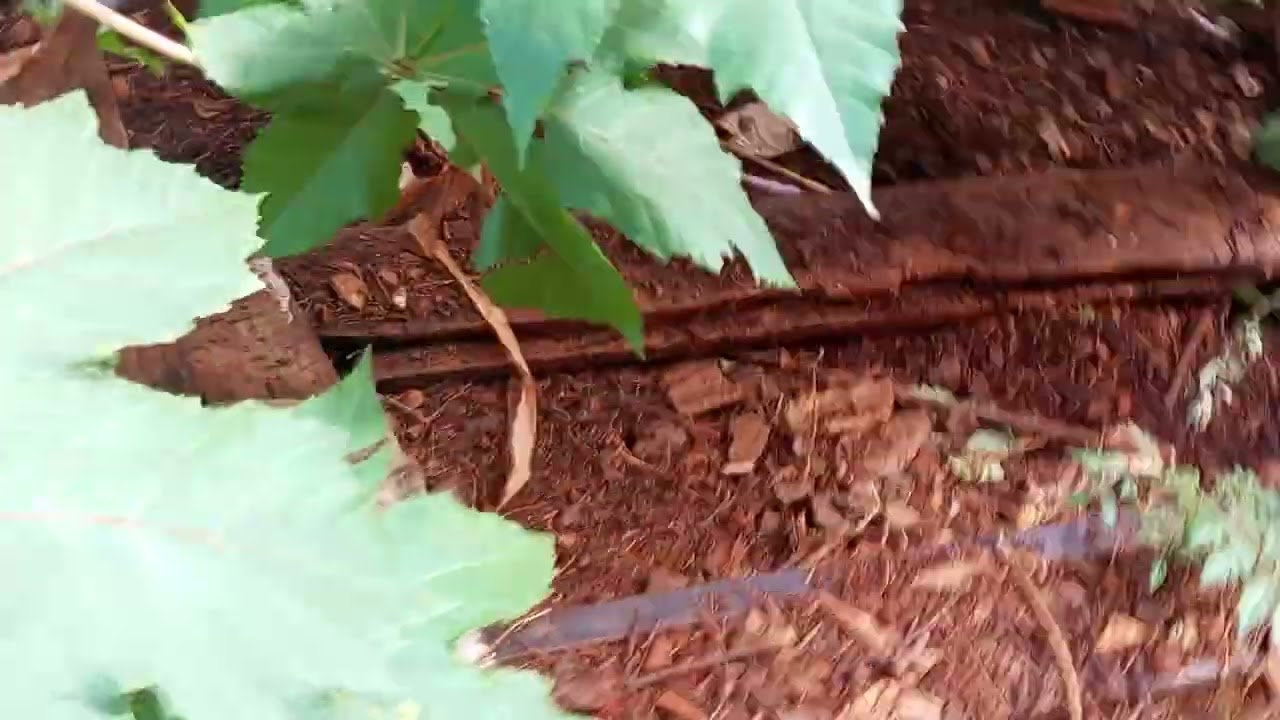 Tivemos uma perda na criação tem também novidade chegaram duas novidades 