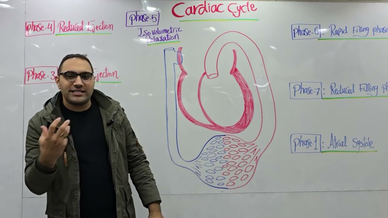 Cardiac cycle for Kasr Alainy 2025