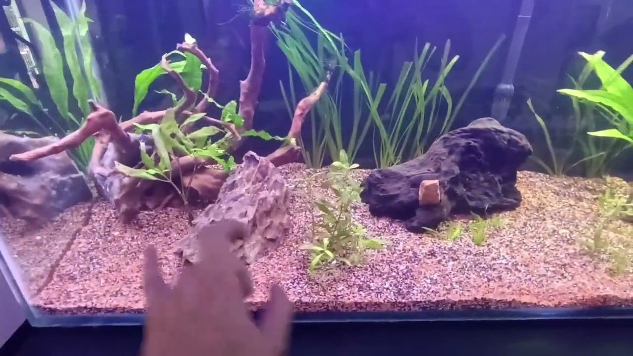 Meu aquário #MRBETTA