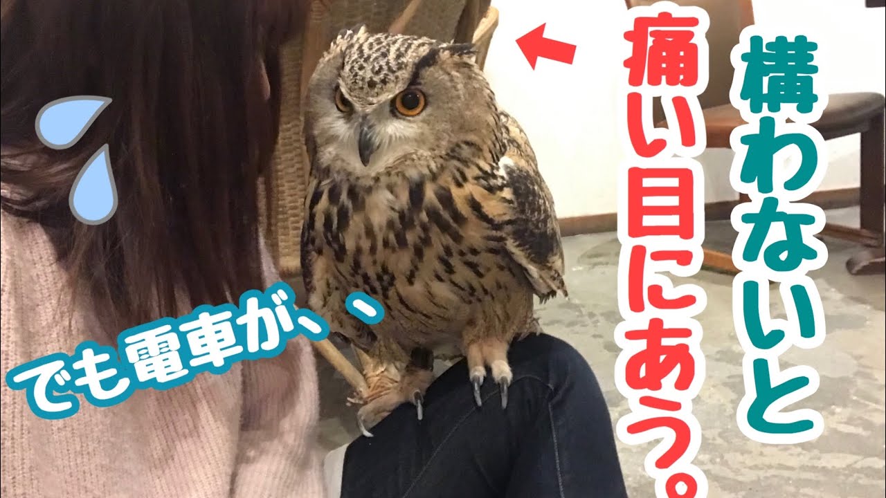 構ってくれないと噛みちぎる！？【cute owl】遊んで欲しいフクロウ
