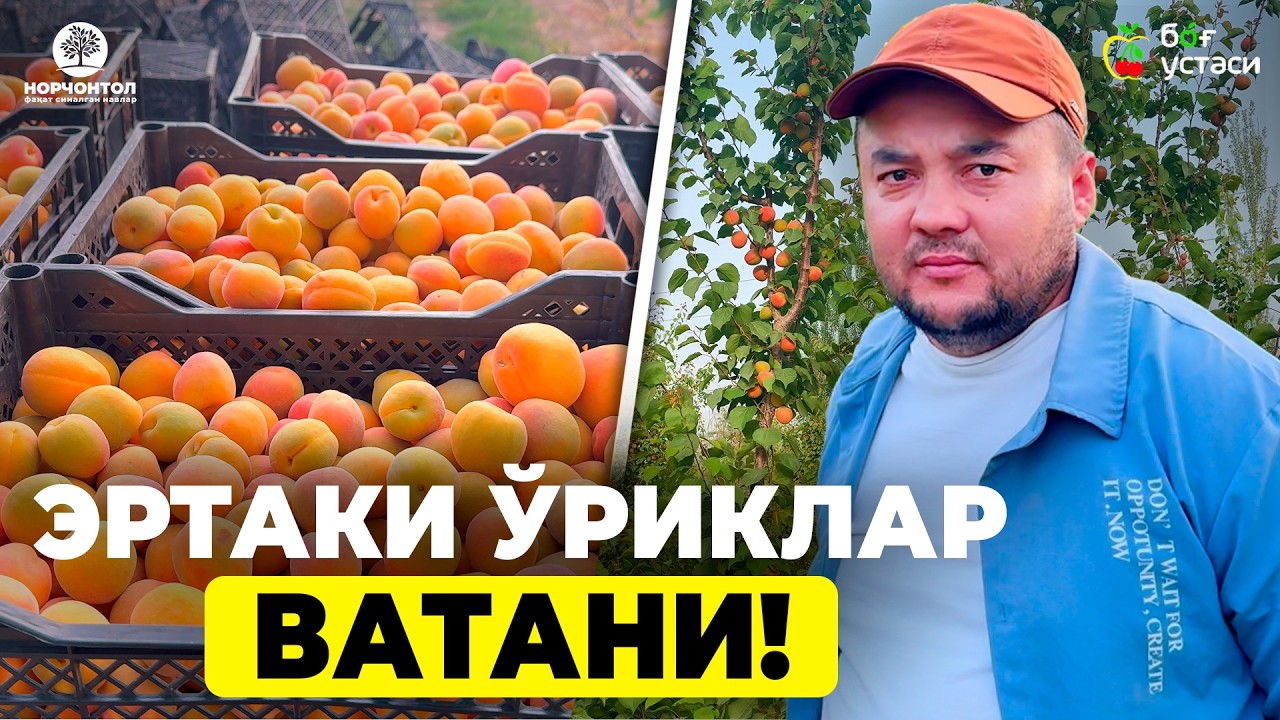 ТЕРМИЗДА ЭНГ ЭРТАКИ ЎРИКЛАР ПИШДИ! | ШУҲРАТ АБРОРОВ #shuhratabrorov #orik #termiz #meva #hosil #uzb