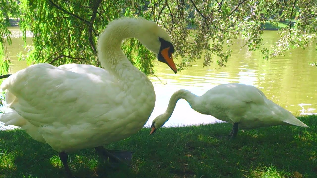Один лебедь чистит перышки, второй щиплет траву | Swans