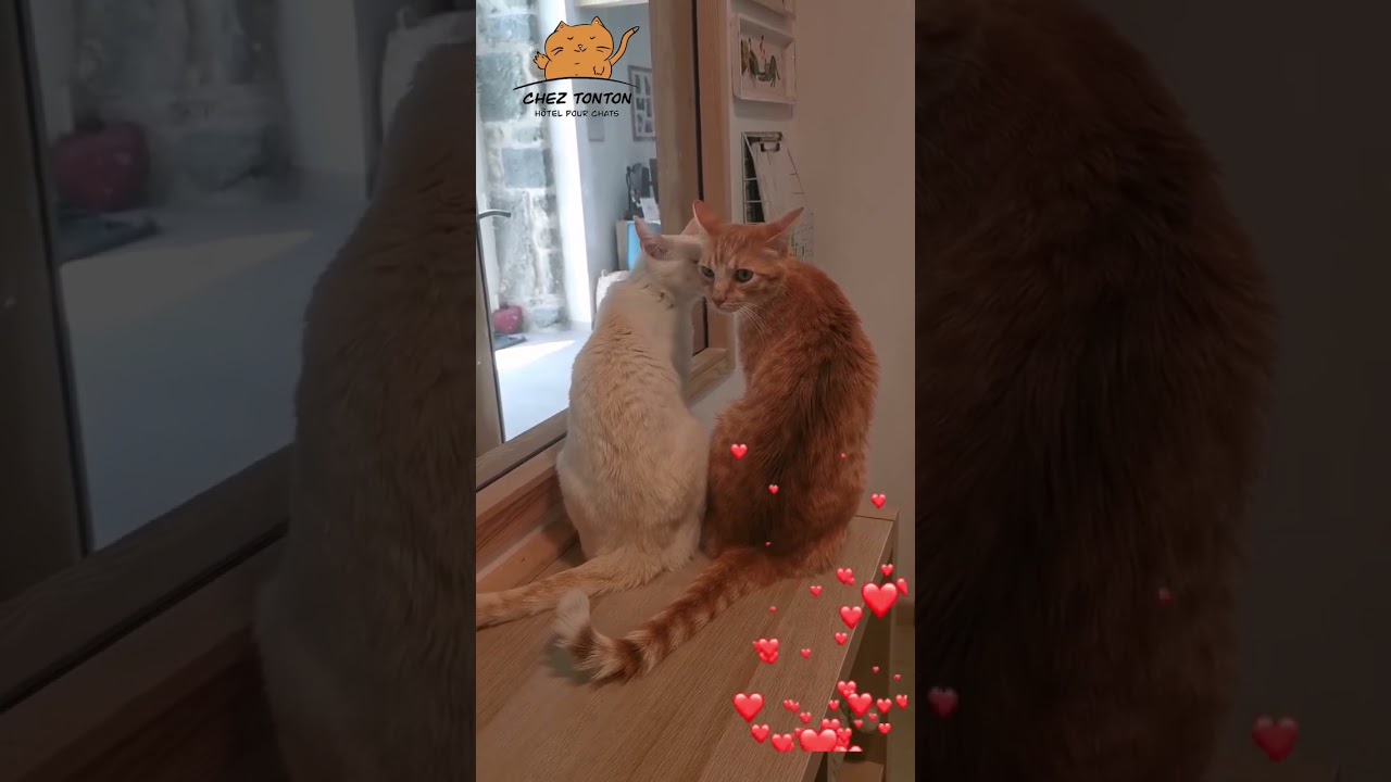 Amour de chats 😻 