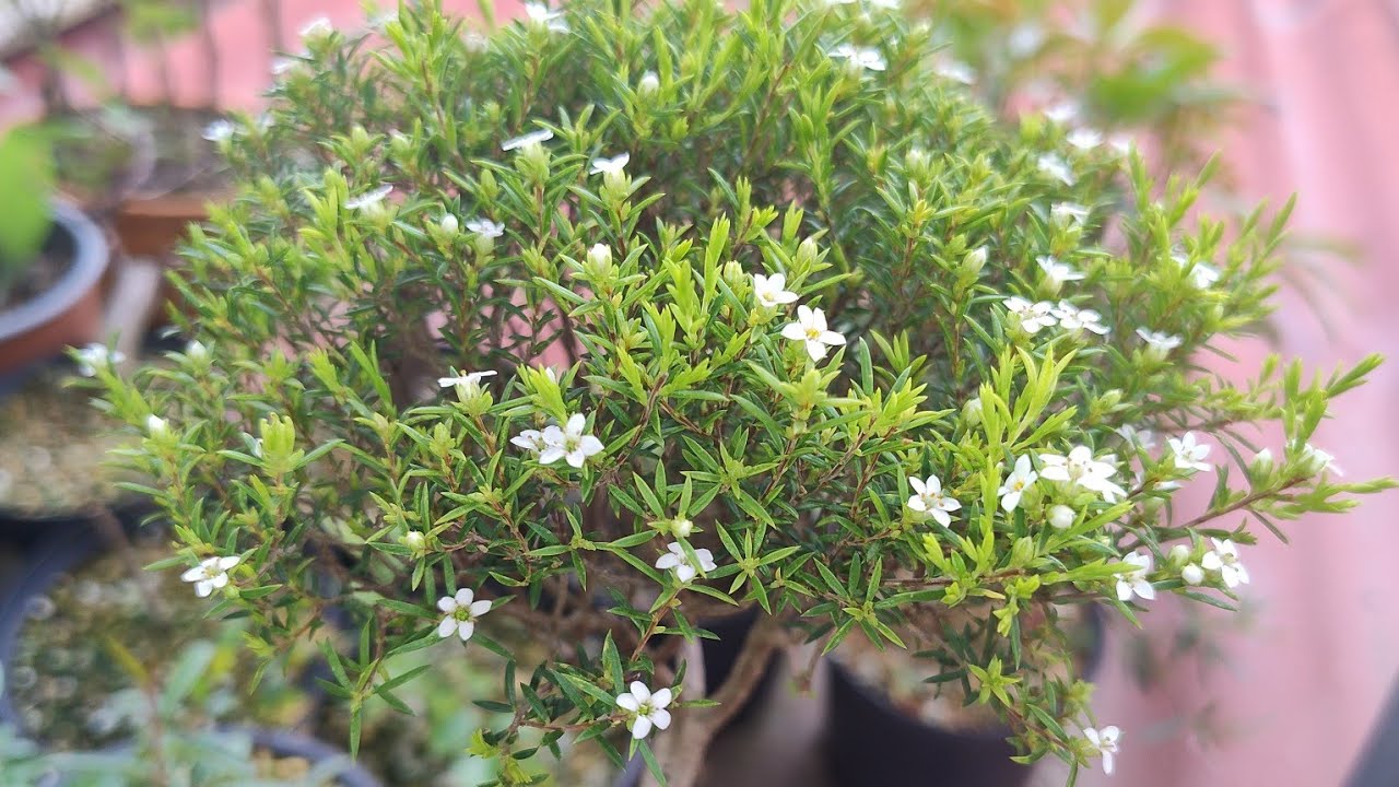 bonsai de Diosme o Coleonema