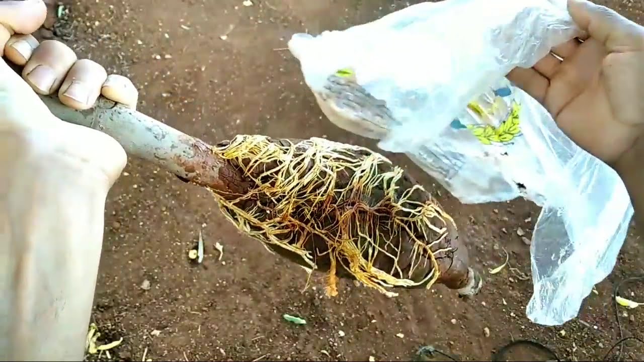 أسرع طريقة للحصول على شجرة التين عن طريق الترقيد الهوائي  Fig tree propagating by Air laying