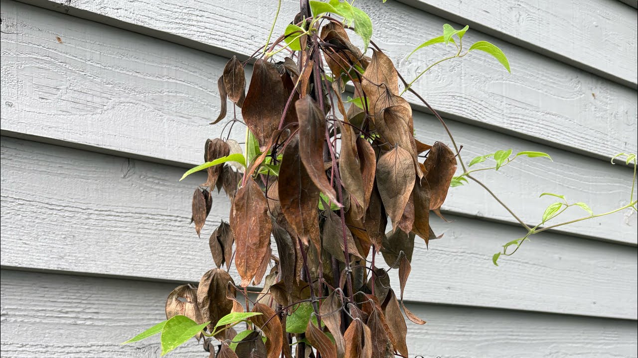 Clematis Wilt