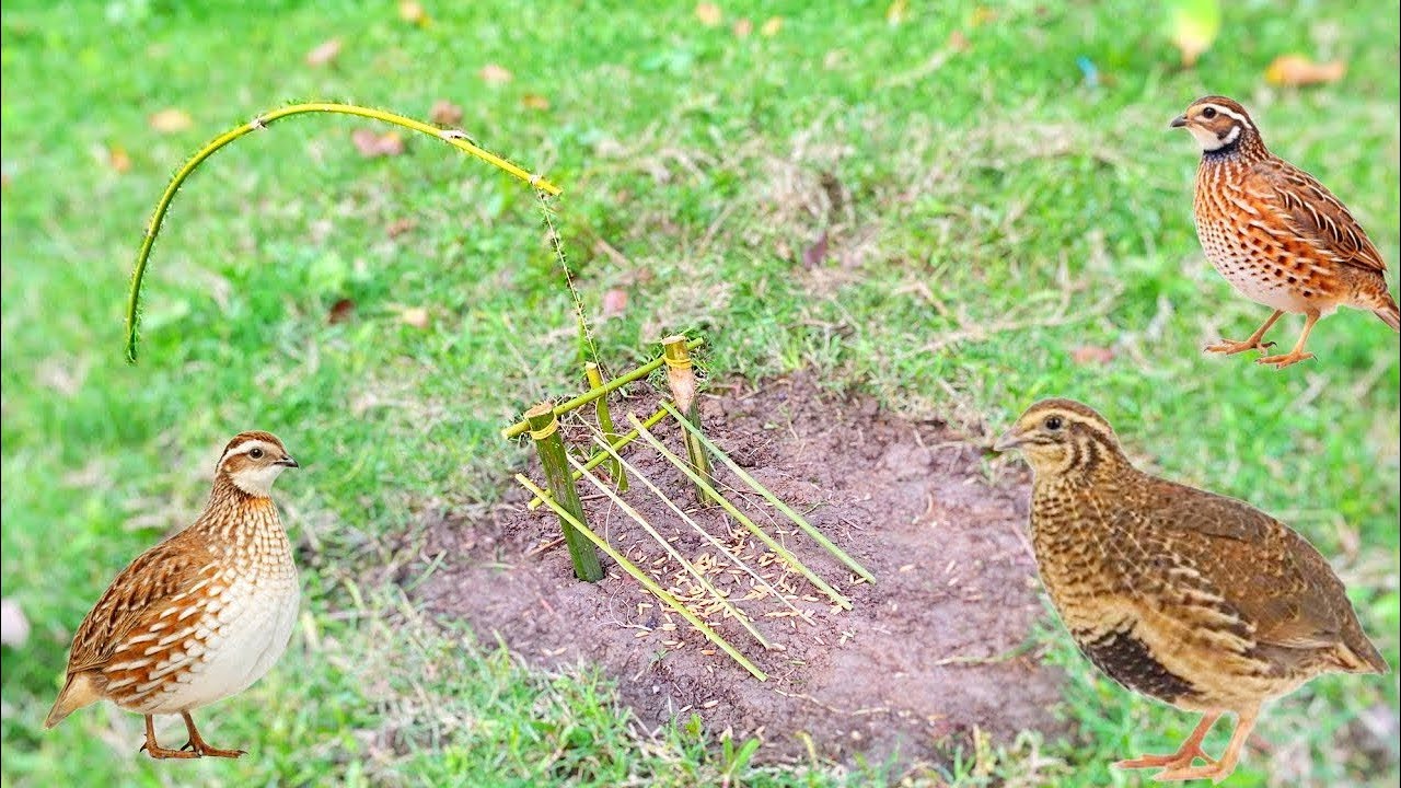 Best Bird Trap Moments of the Day | Nature Video#birdtrap#trap25