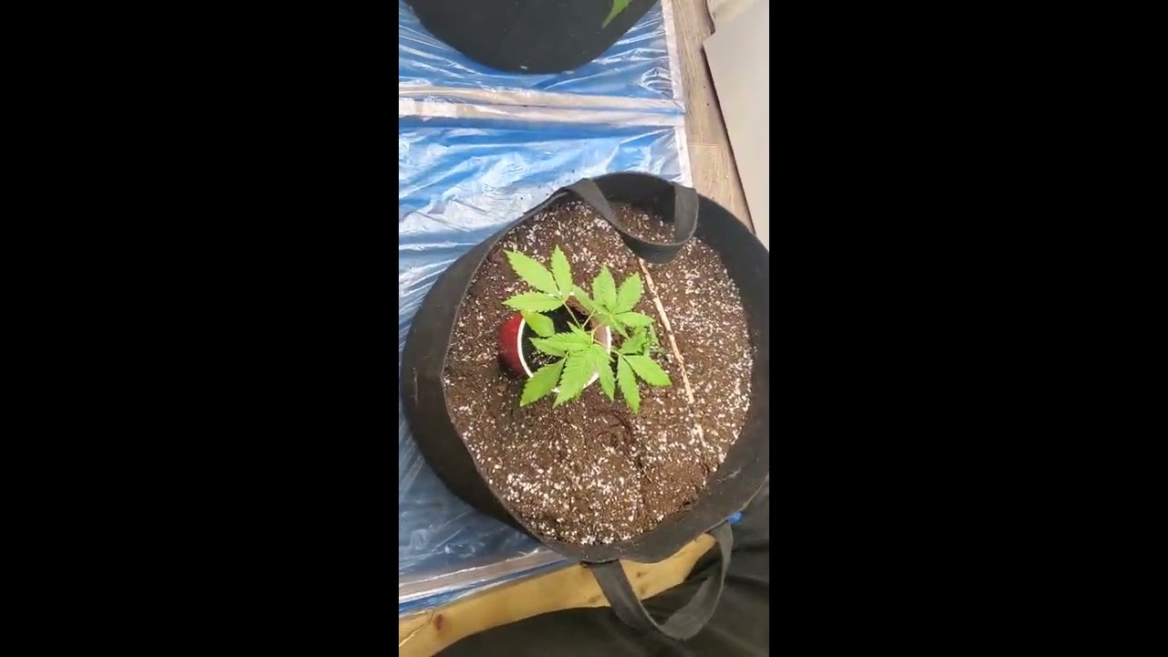 Germinating Pink Kush CBD