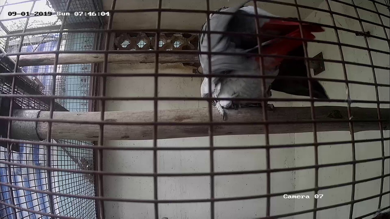 African Grey Parrot Mating