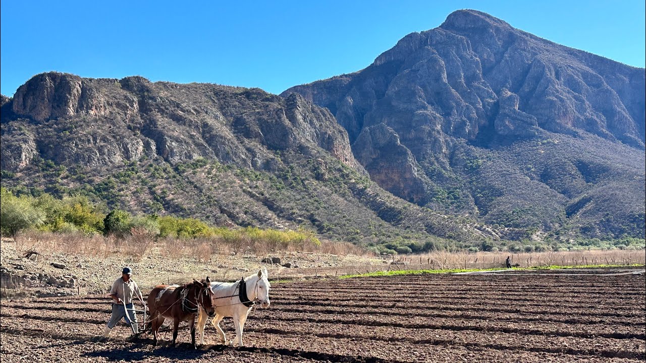 Arando la tierra con arado mula y macho en San Pedro de la Cueva para sembrar frijol