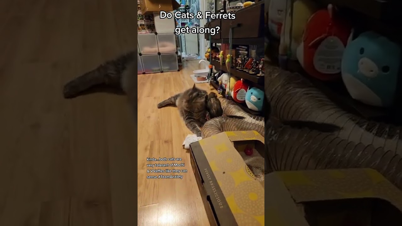 Cats & Ferrets, do they get along?